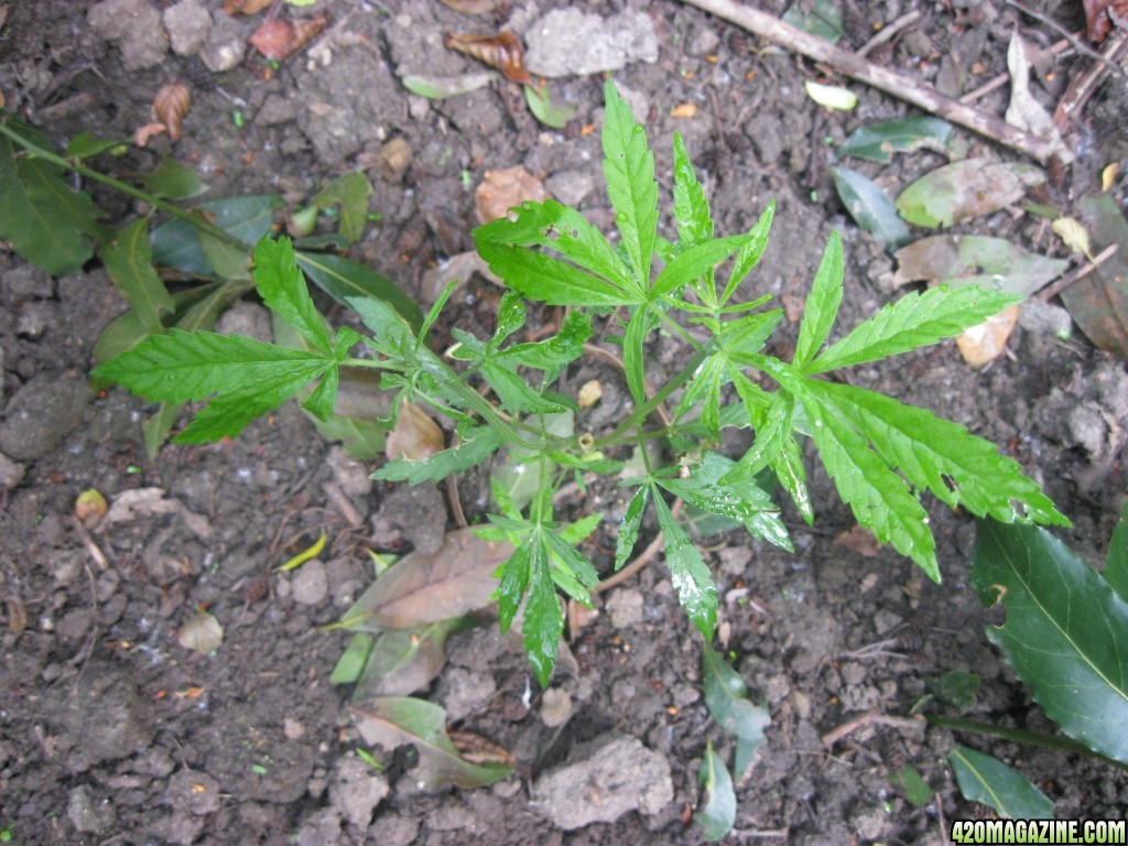 Outdoor plants / Middle veg / Guerilla / Italy