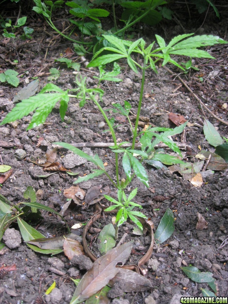 Outdoor plants / Middle veg / Guerilla / Italy