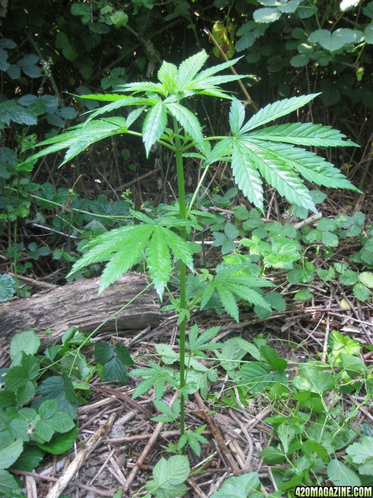 Outdoor plants / Middle veg / Guerilla / Italy