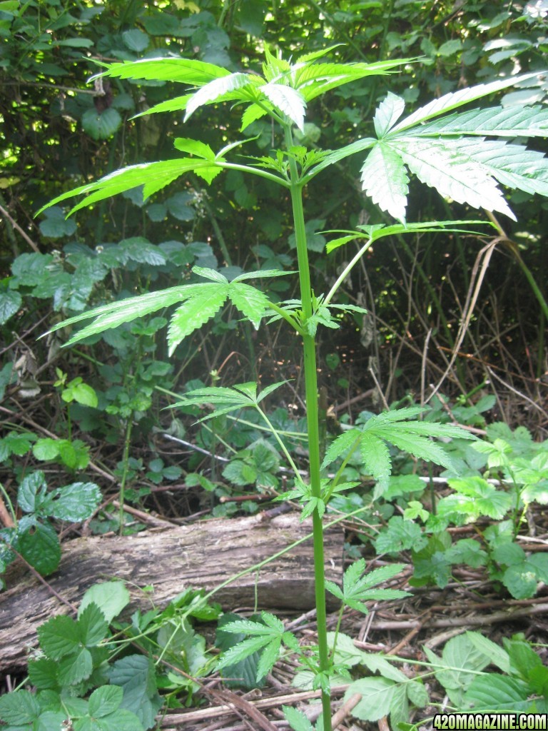 Outdoor plants / Middle veg / Guerilla / Italy