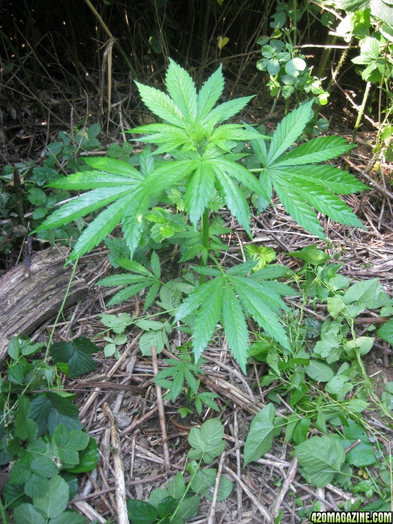 Outdoor plants / Middle veg / Guerilla / Italy