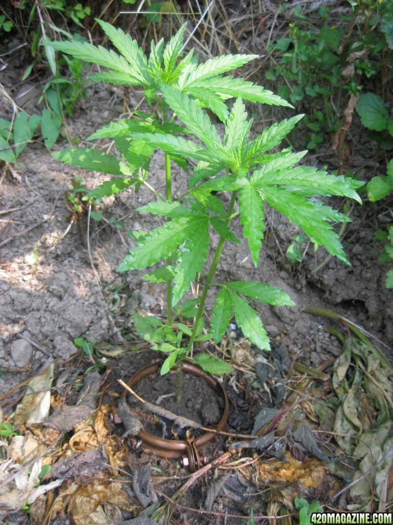 Outdoor plants / Middle veg / Guerilla / Italy