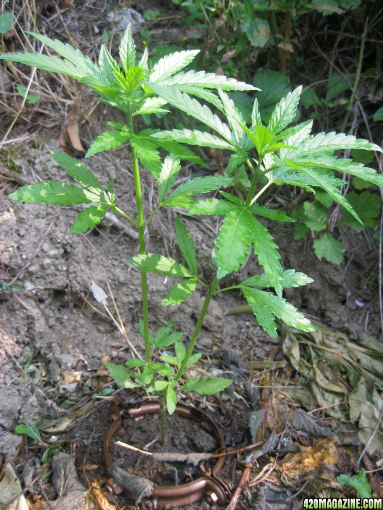 Outdoor plants / Middle veg / Guerilla / Italy