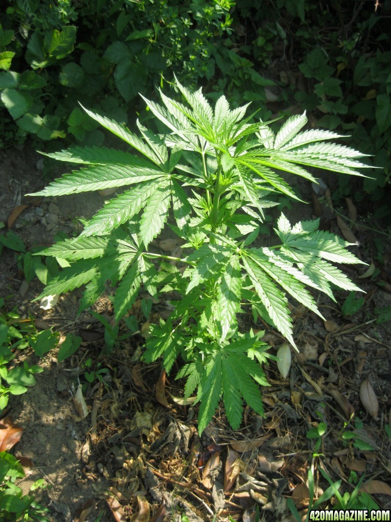 Outdoor plants / Middle veg / Guerilla / Italy