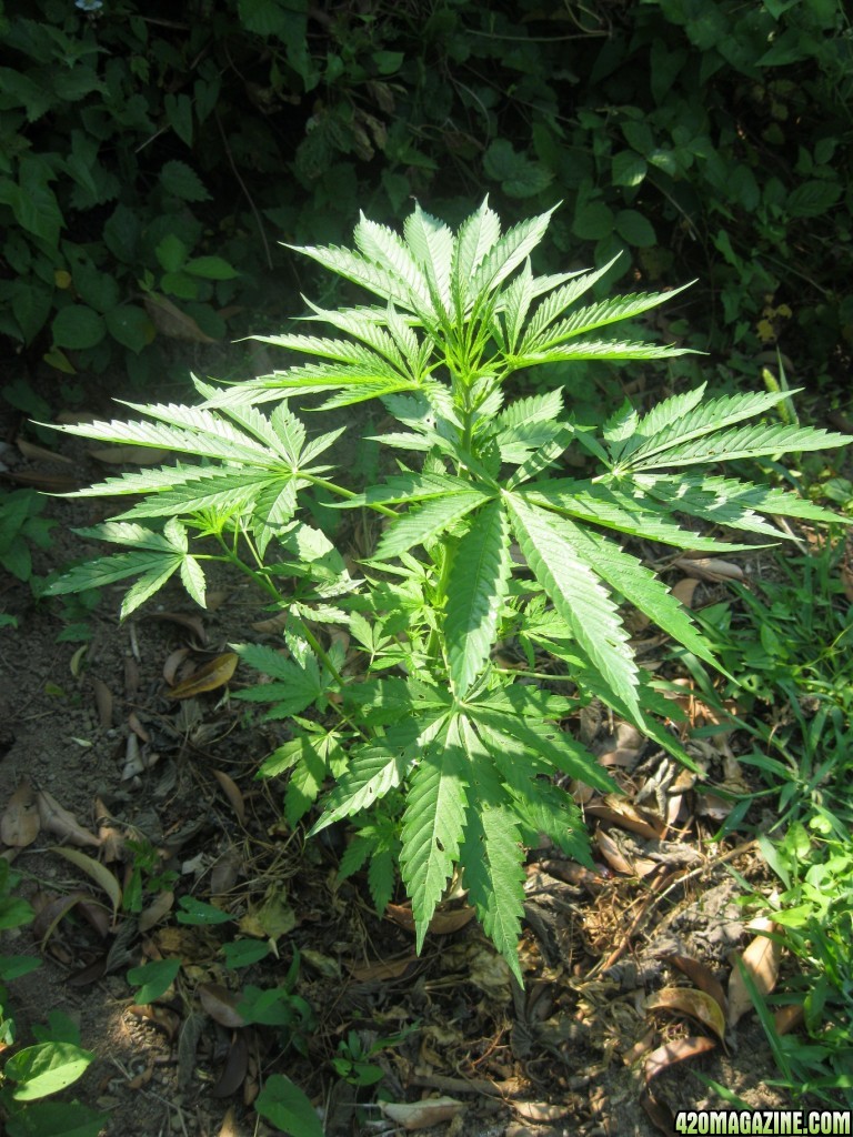 Outdoor plants / Middle veg / Guerilla / Italy