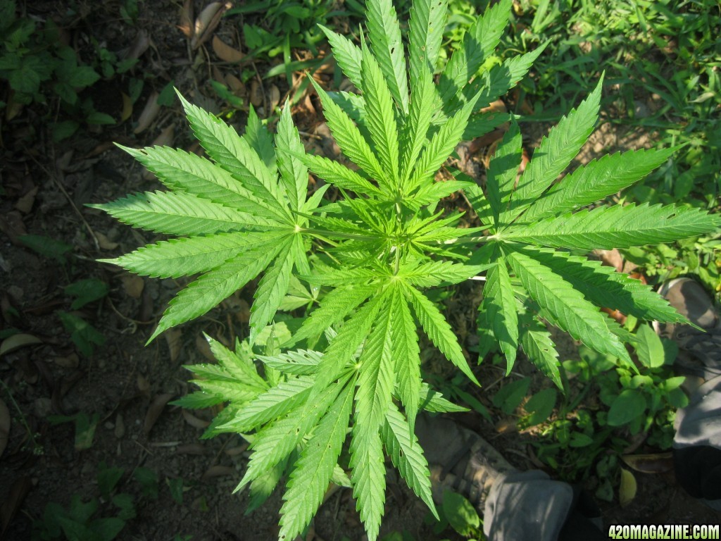 Outdoor plants / Middle veg / Guerilla / Italy