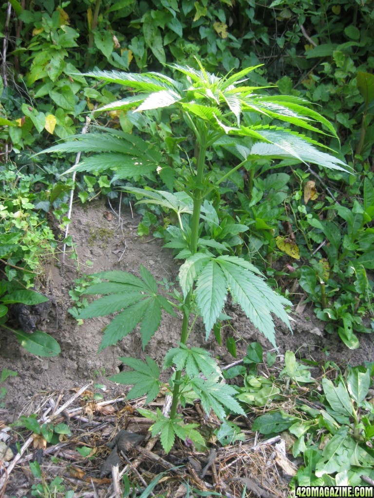 Outdoor plants / Middle veg / Guerilla / Italy