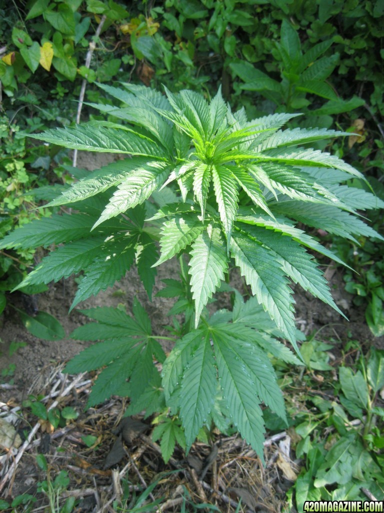 Outdoor plants / Middle veg / Guerilla / Italy