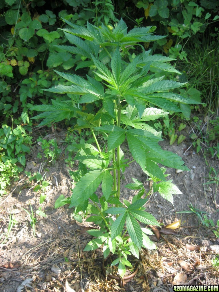 Outdoor plants / Middle veg / Guerilla / Italy