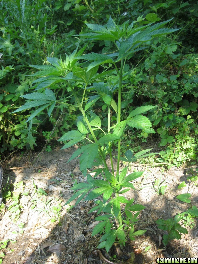 Outdoor plants / Middle veg / Guerilla / Italy