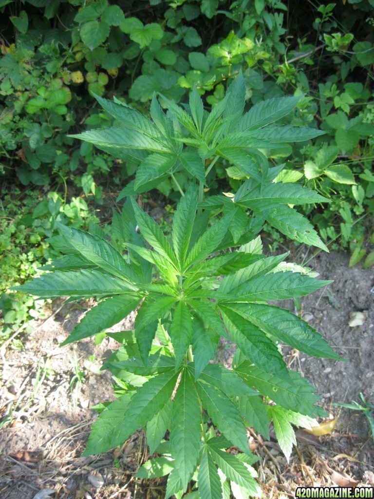 Outdoor plants / Middle veg / Guerilla / Italy