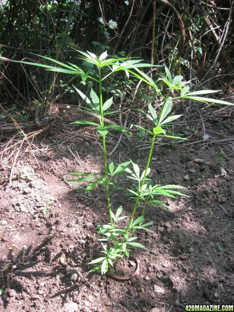 Outdoor plants / Middle veg / Guerilla / Italy