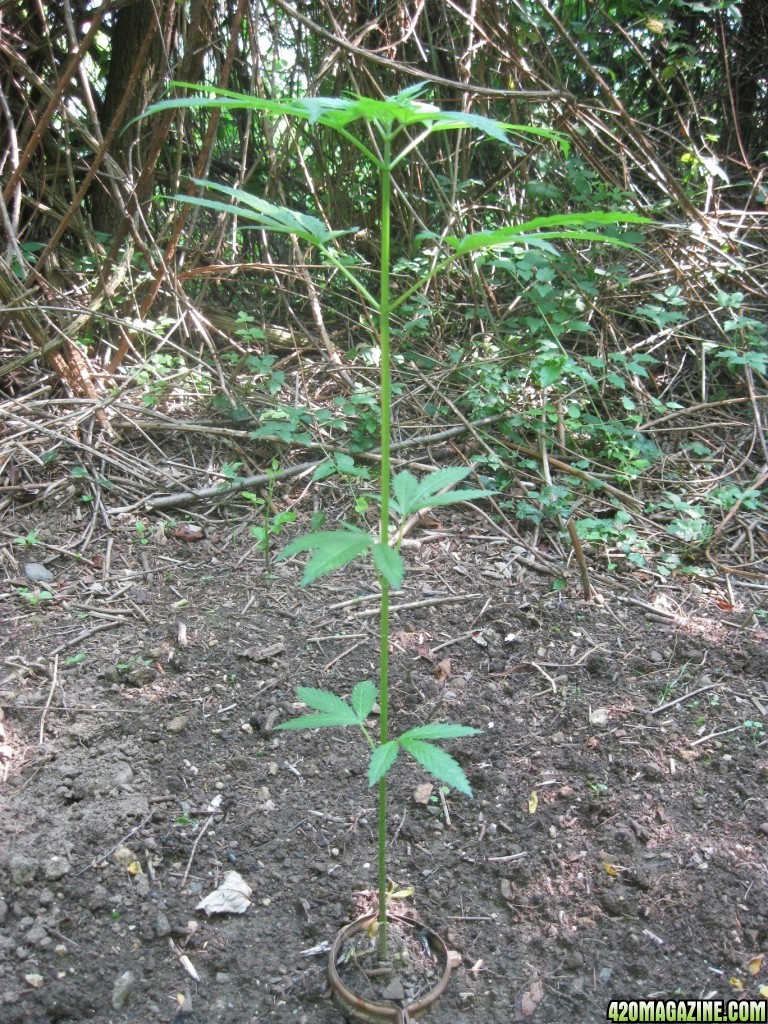 Outdoor plants / Middle veg / Guerilla / Italy