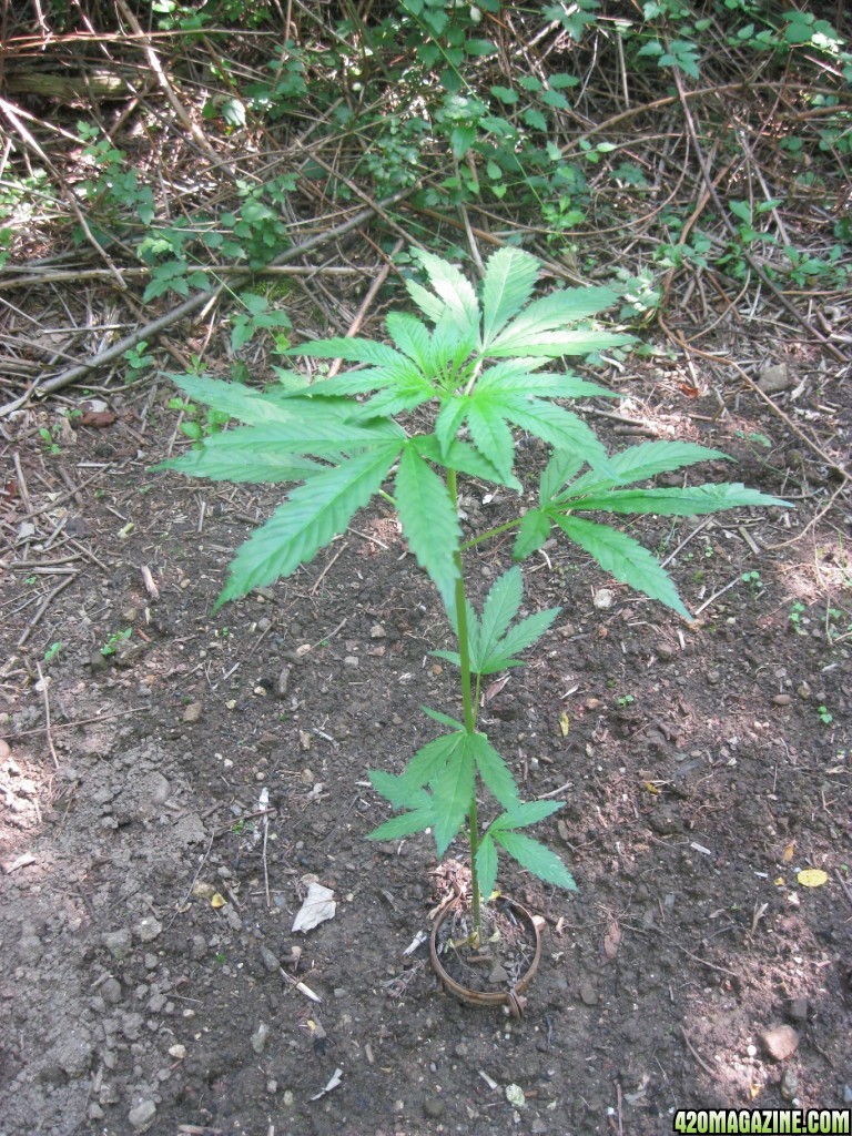 Outdoor plants / Middle veg / Guerilla / Italy