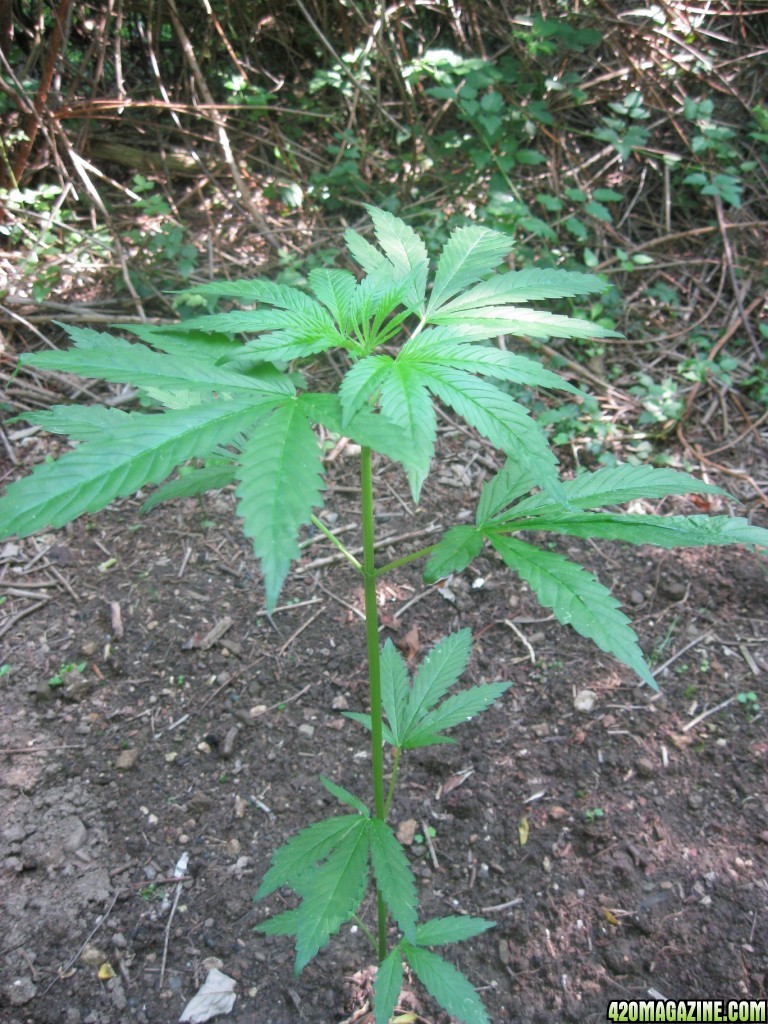 Outdoor plants / Middle veg / Guerilla / Italy