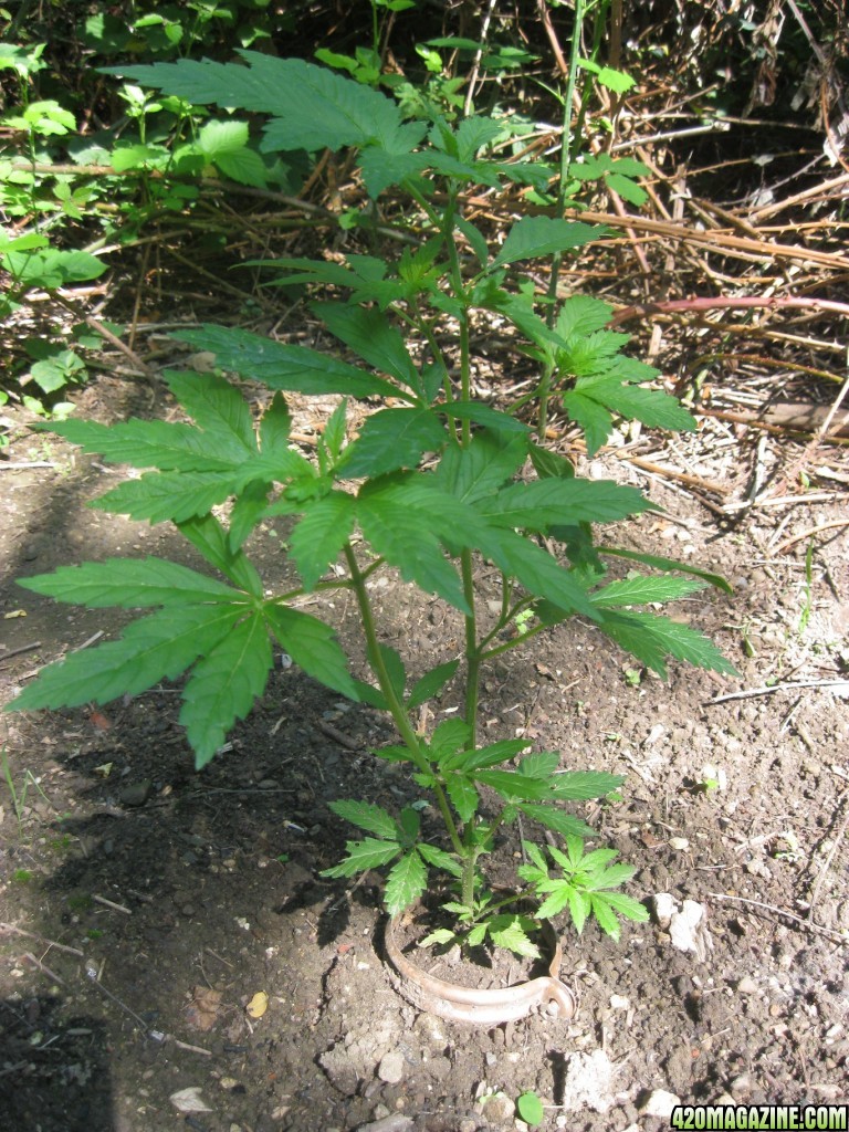 Outdoor plants / Middle veg / Guerilla / Italy