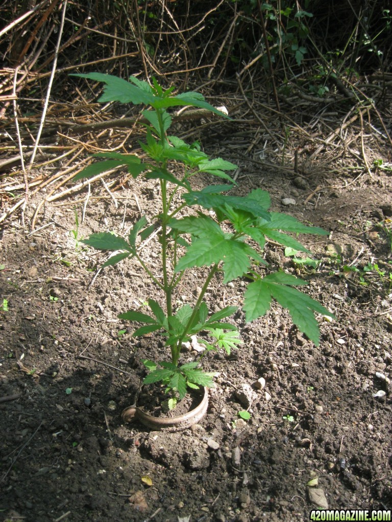 Outdoor plants / Middle veg / Guerilla / Italy