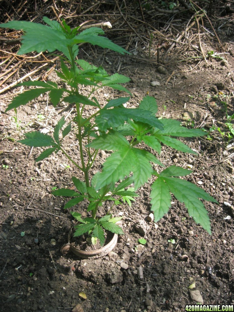 Outdoor plants / Middle veg / Guerilla / Italy