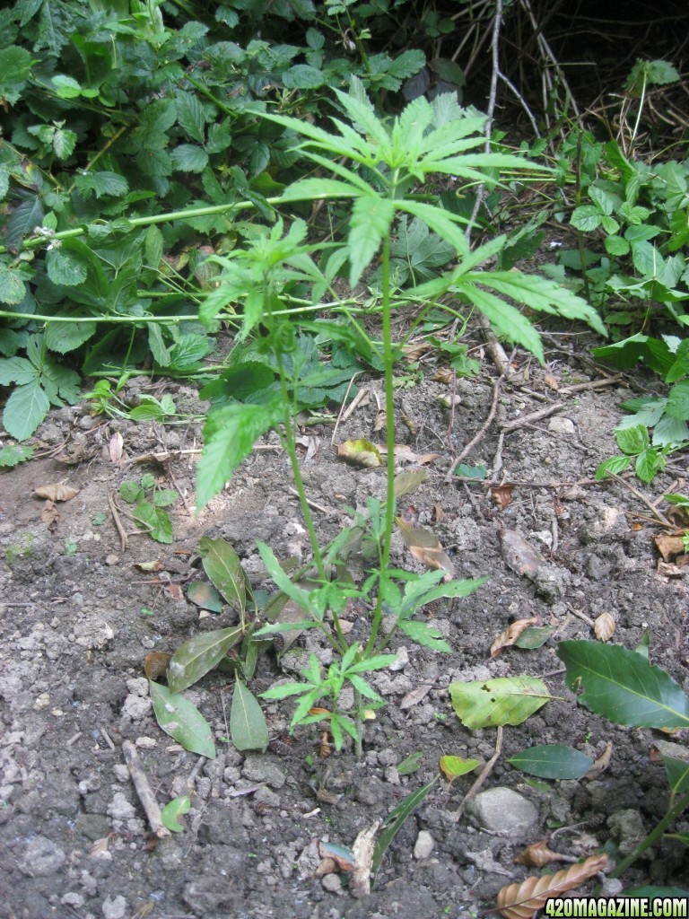 Outdoor plants / Middle veg / Guerilla / Italy