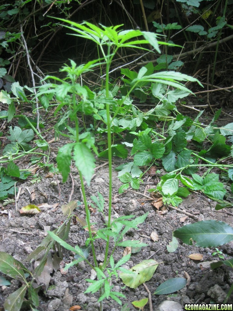 Outdoor plants / Middle veg / Guerilla / Italy