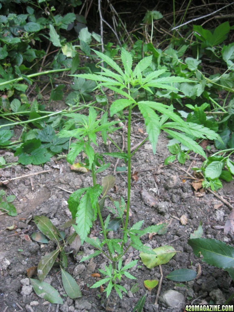 Outdoor plants / Middle veg / Guerilla / Italy