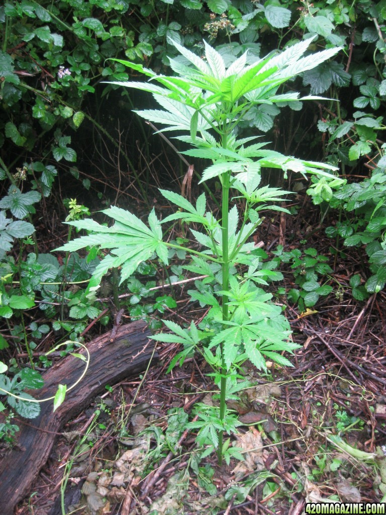 Outdoor plants / Middle veg / Guerilla / Italy