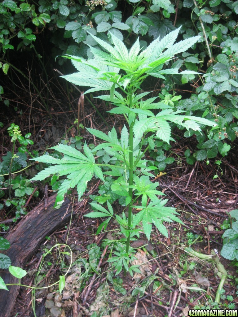 Outdoor plants / Middle veg / Guerilla / Italy