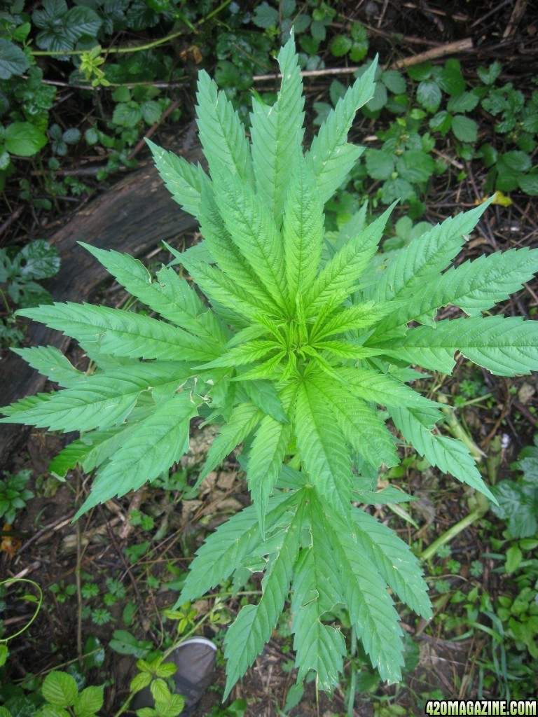 Outdoor plants / Middle veg / Guerilla / Italy