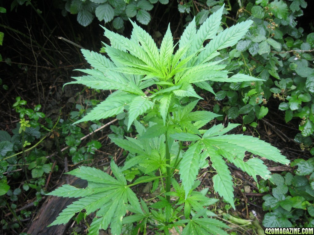 Outdoor plants / Middle veg / Guerilla / Italy