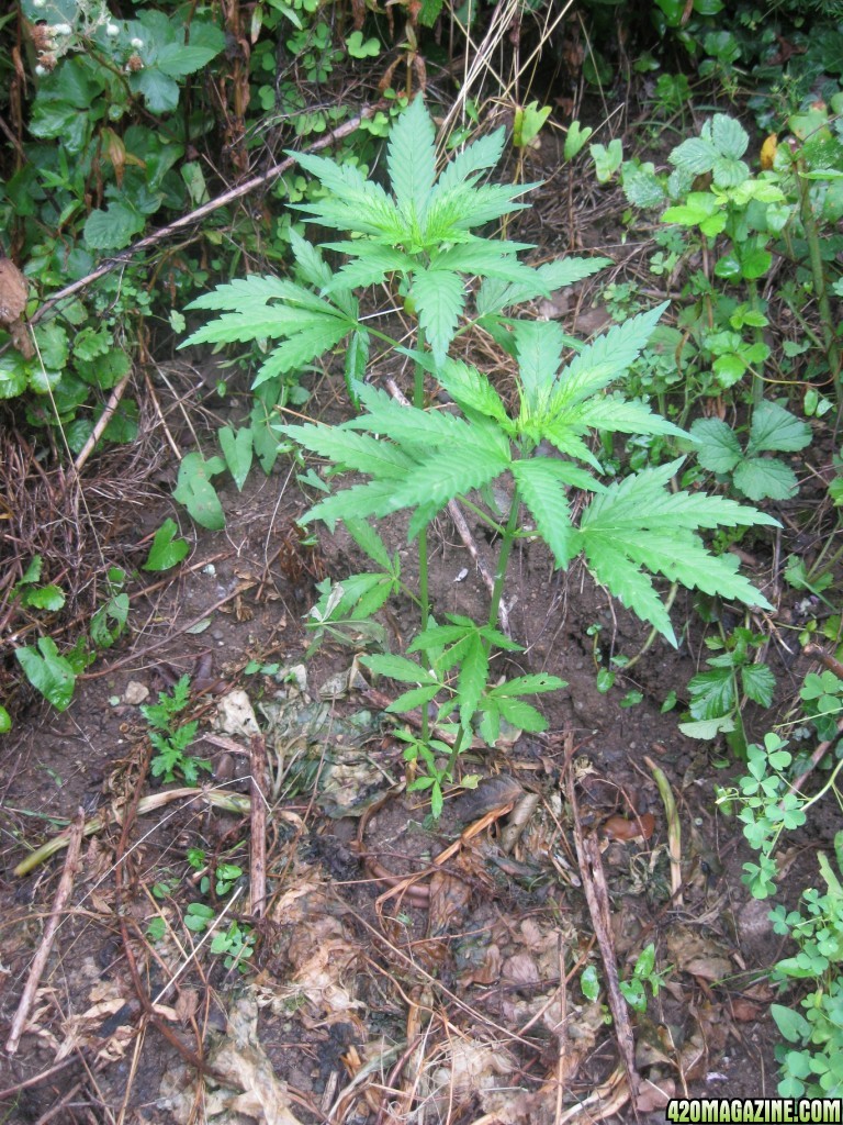 Outdoor plants / Middle veg / Guerilla / Italy