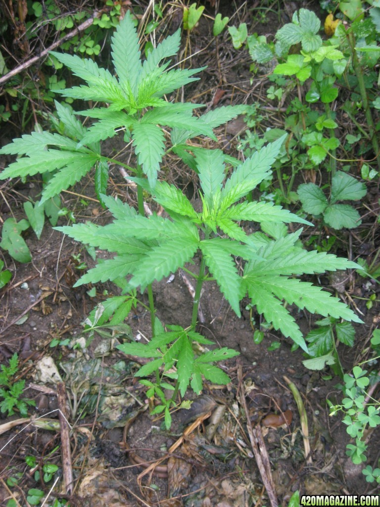 Outdoor plants / Middle veg / Guerilla / Italy