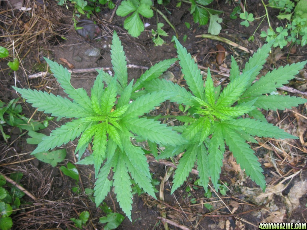 Outdoor plants / Middle veg / Guerilla / Italy