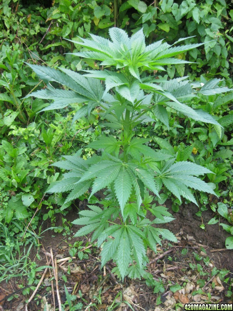 Outdoor plants / Middle veg / Guerilla / Italy