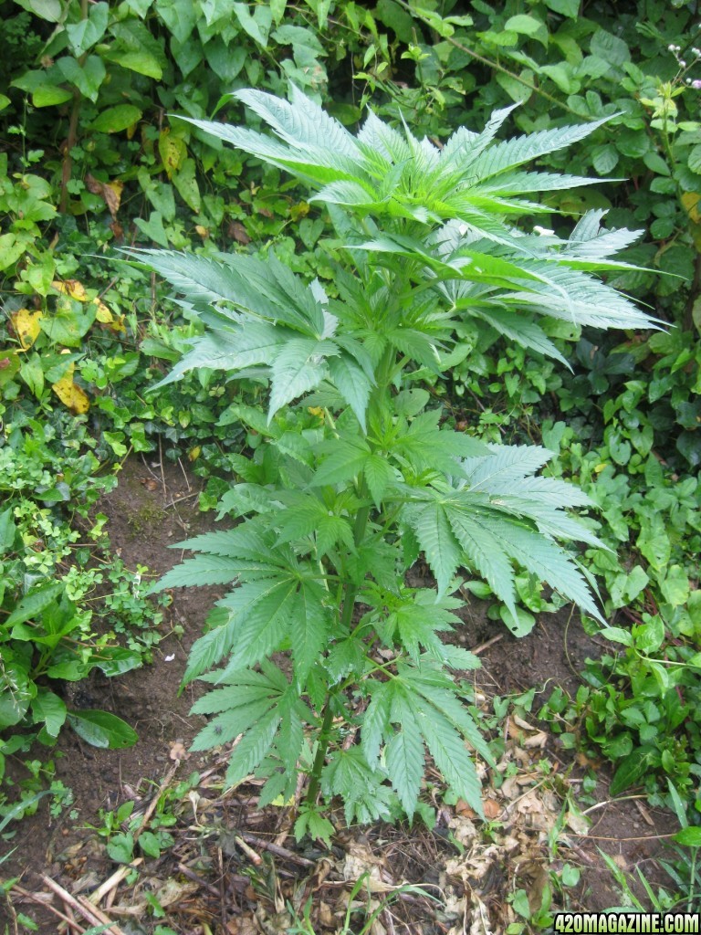 Outdoor plants / Middle veg / Guerilla / Italy