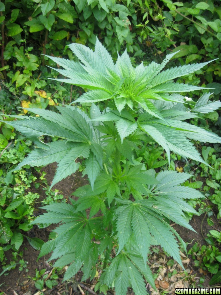 Outdoor plants / Middle veg / Guerilla / Italy