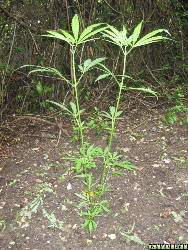 Outdoor plants / Middle veg / Guerilla / Italy