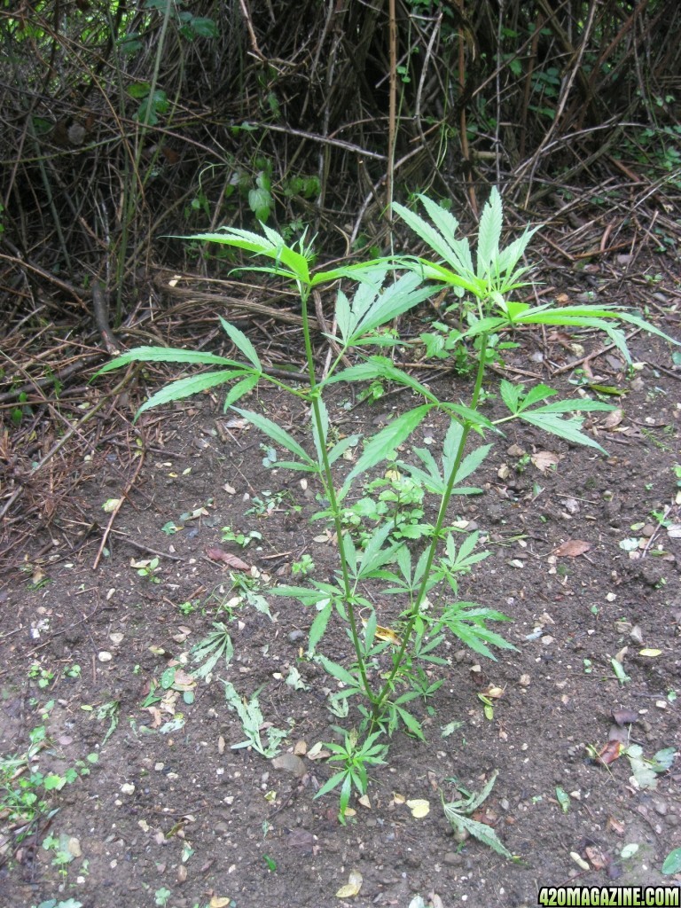 Outdoor plants / Middle veg / Guerilla / Italy