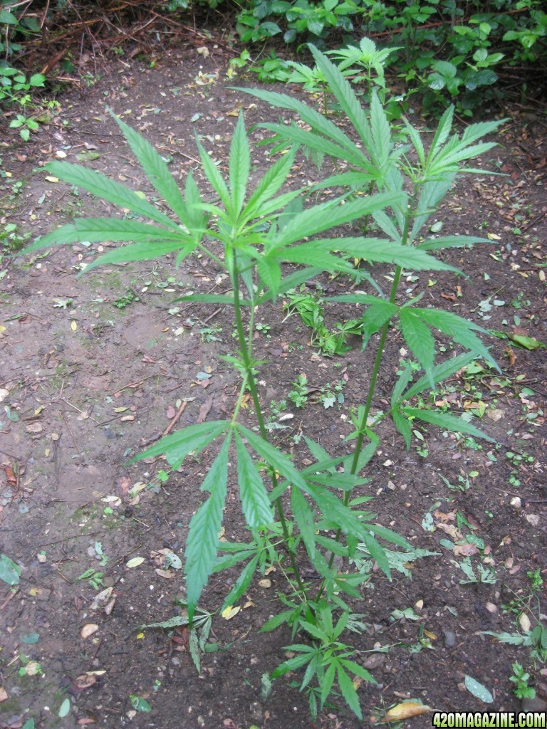 Outdoor plants / Middle veg / Guerilla / Italy