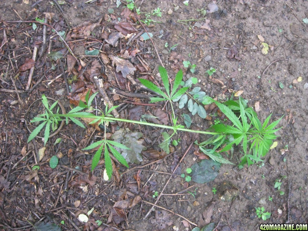 Outdoor plants / Middle veg / Guerilla / Italy