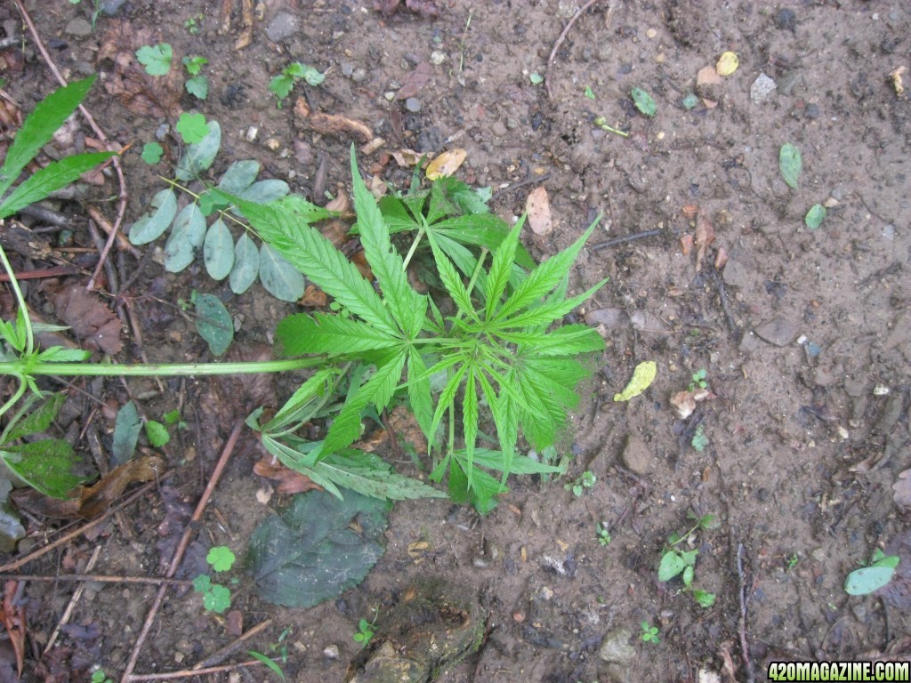 Outdoor plants / Middle veg / Guerilla / Italy