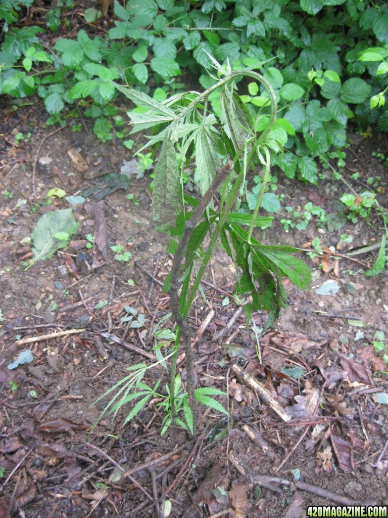 Outdoor plants / Middle veg / Guerilla / Italy