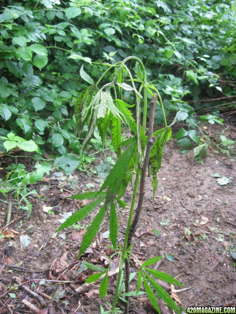 Outdoor plants / Middle veg / Guerilla / Italy