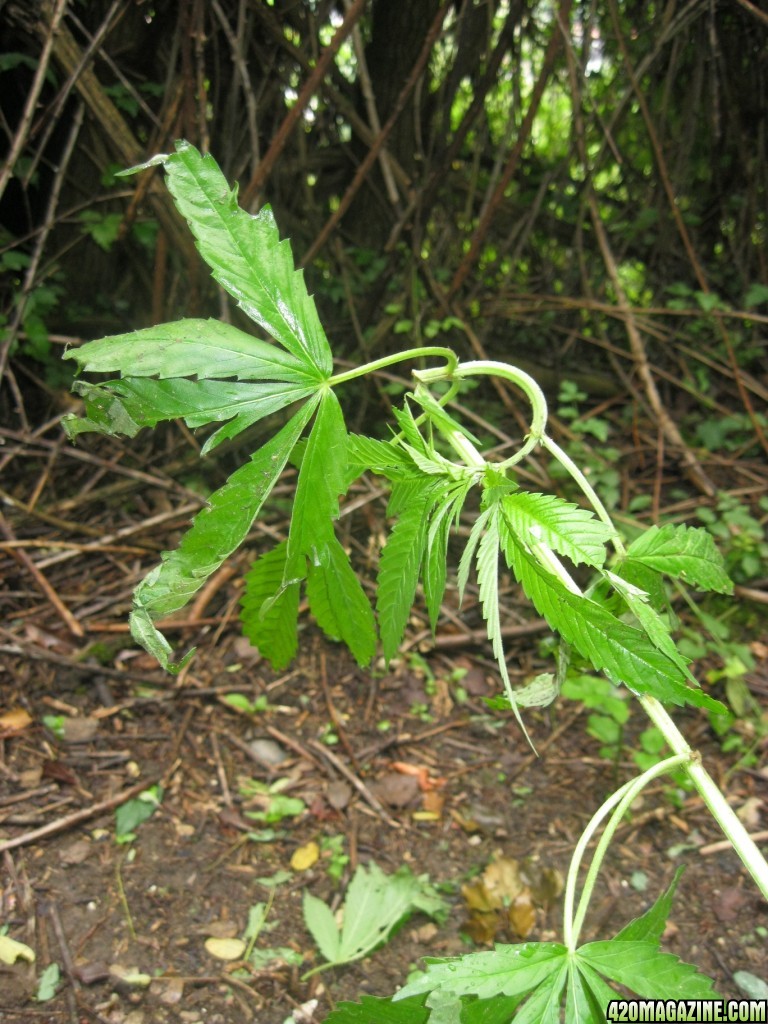 Outdoor plants / Middle veg / Guerilla / Italy