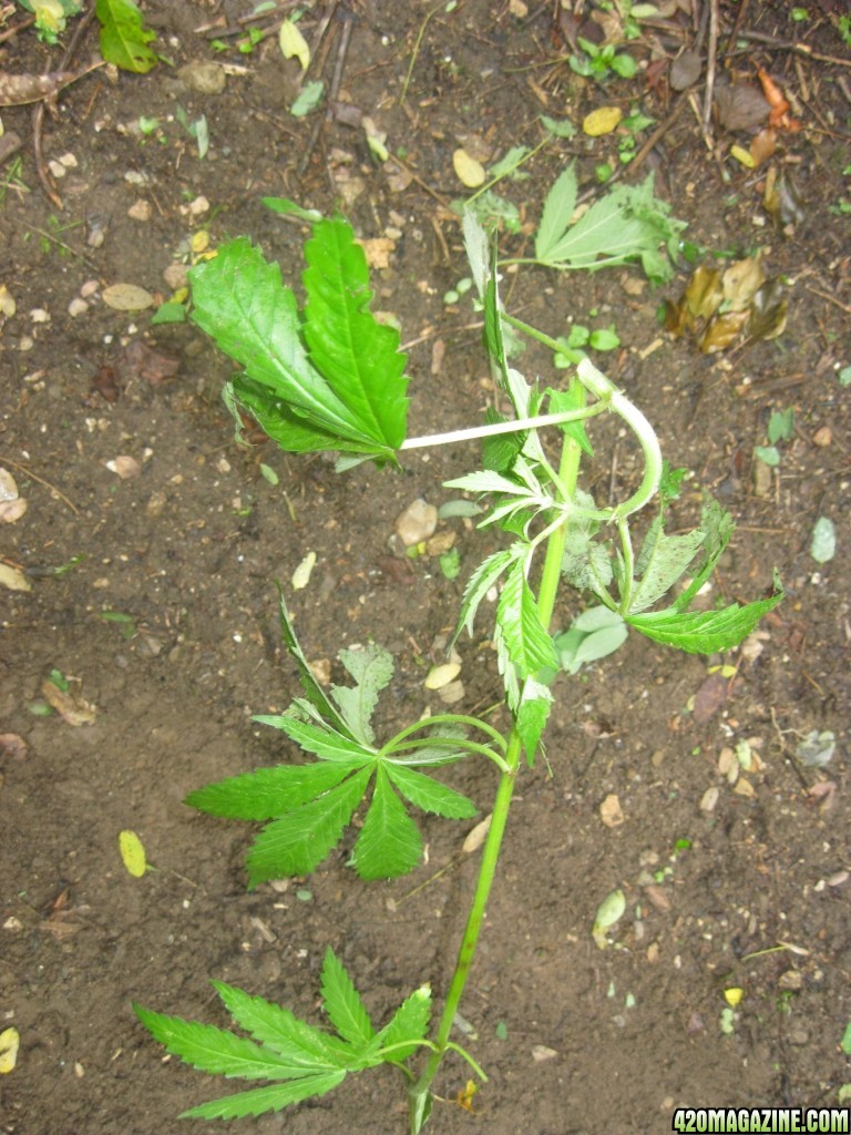 Outdoor plants / Middle veg / Guerilla / Italy