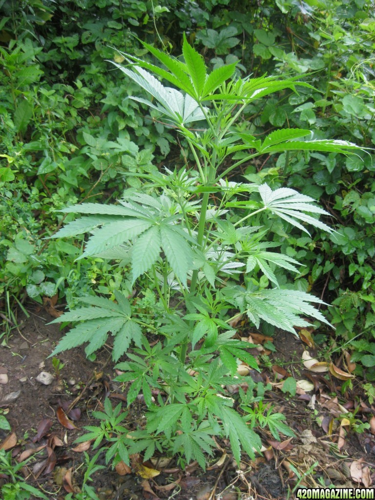 Outdoor plants / Middle veg / Guerilla / Italy