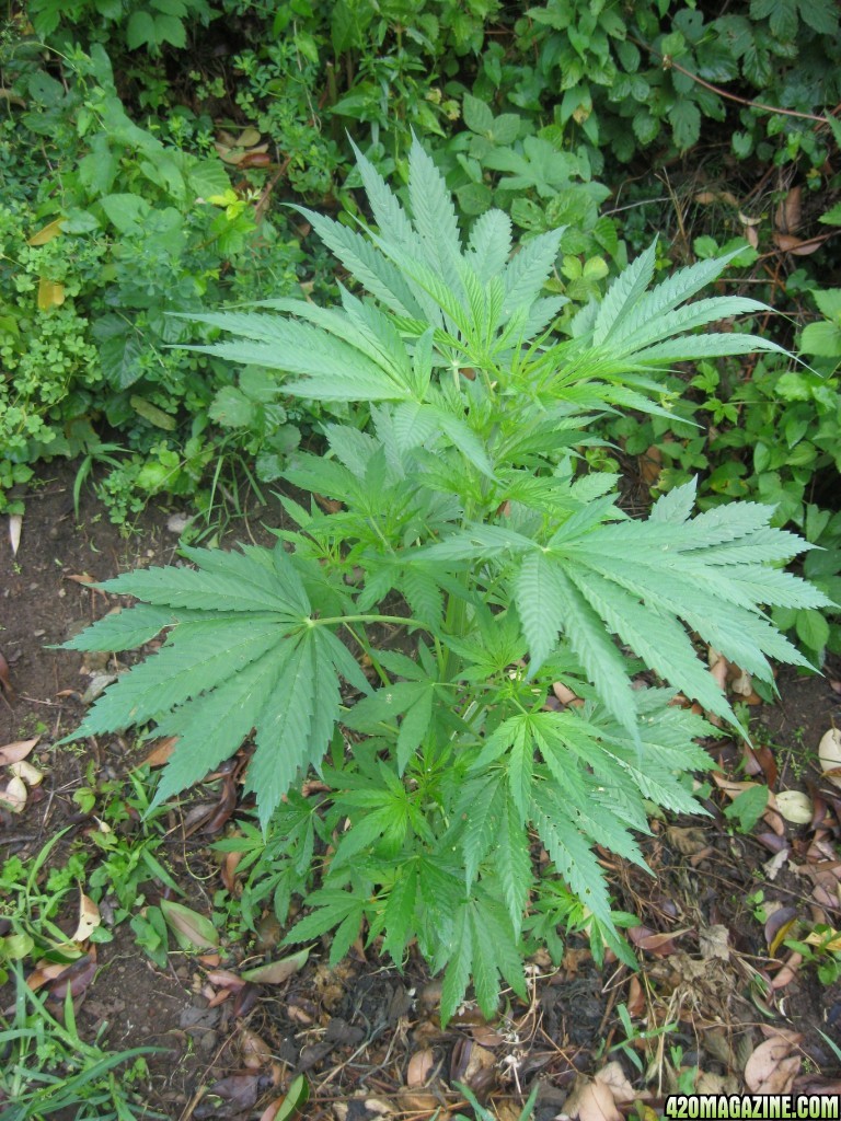 Outdoor plants / Middle veg / Guerilla / Italy