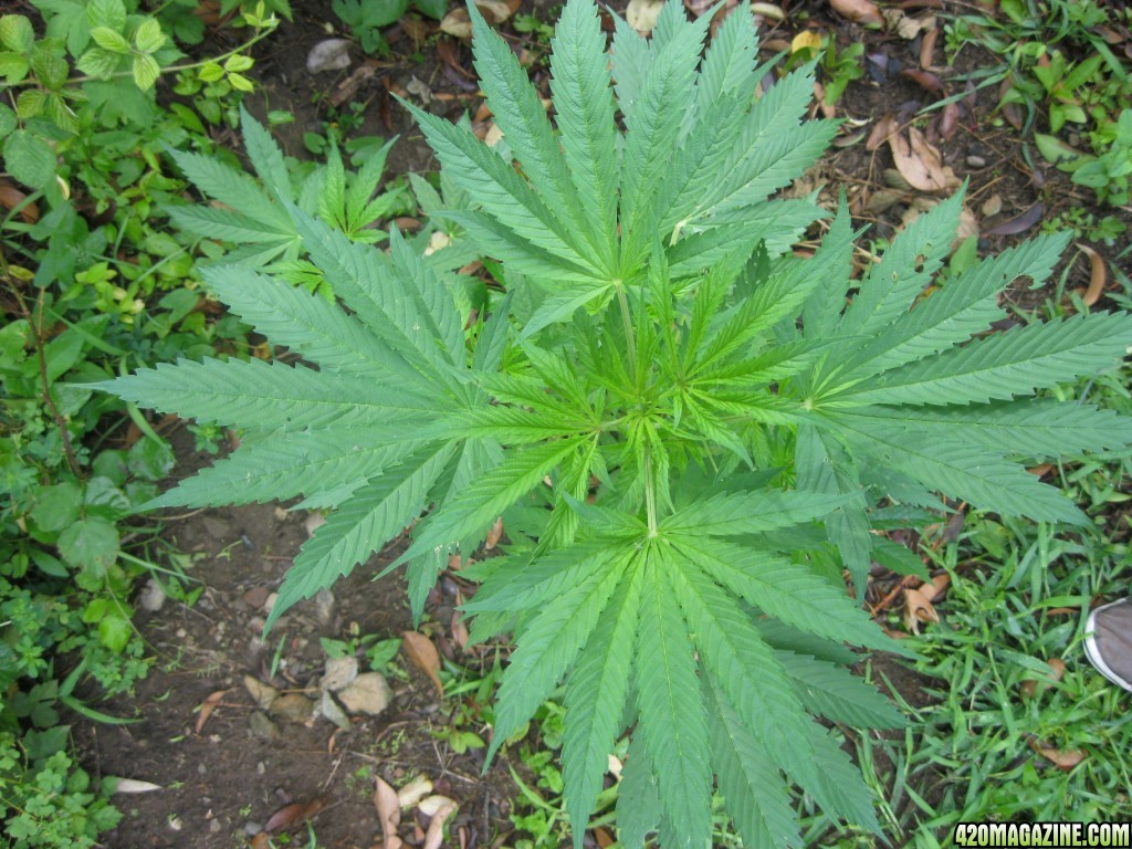 Outdoor plants / Middle veg / Guerilla / Italy