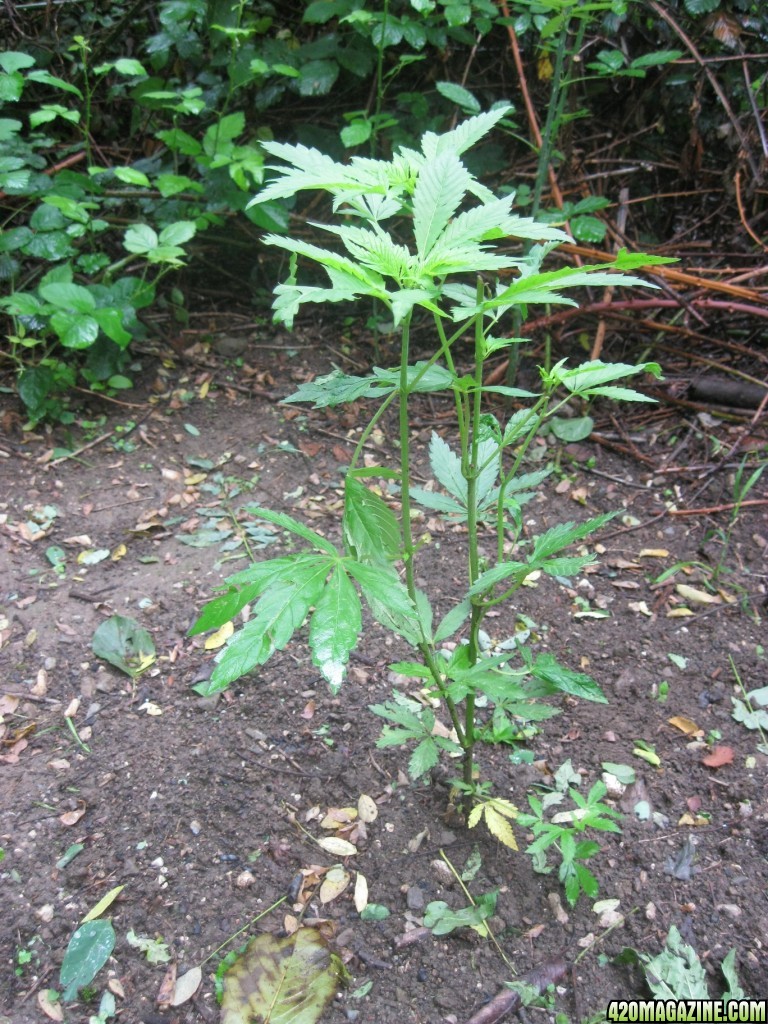 Outdoor plants / Middle veg / Guerilla / Italy