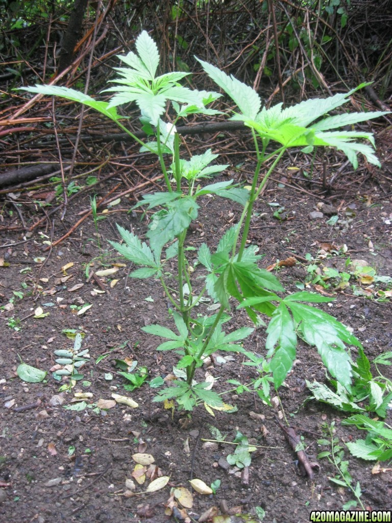 Outdoor plants / Middle veg / Guerilla / Italy