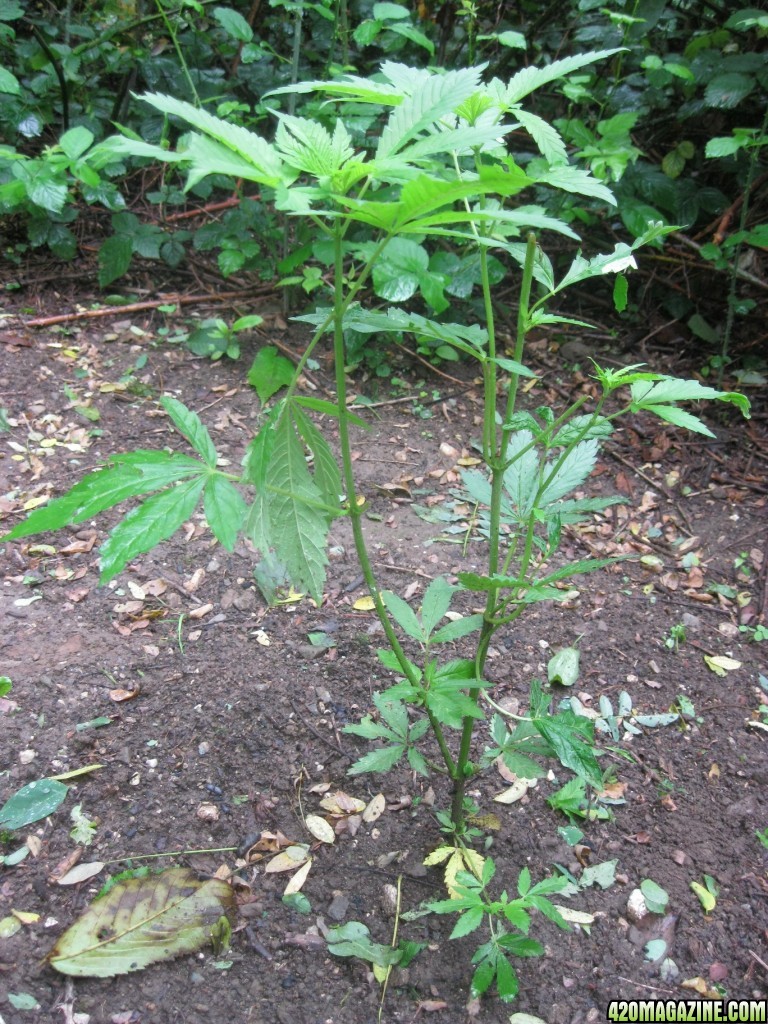 Outdoor plants / Middle veg / Guerilla / Italy